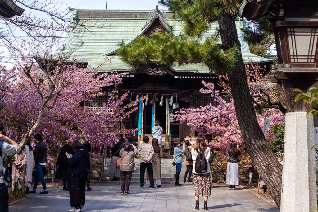 🌸 벚나무 신사(사쿠라기 진자) 이미지 6